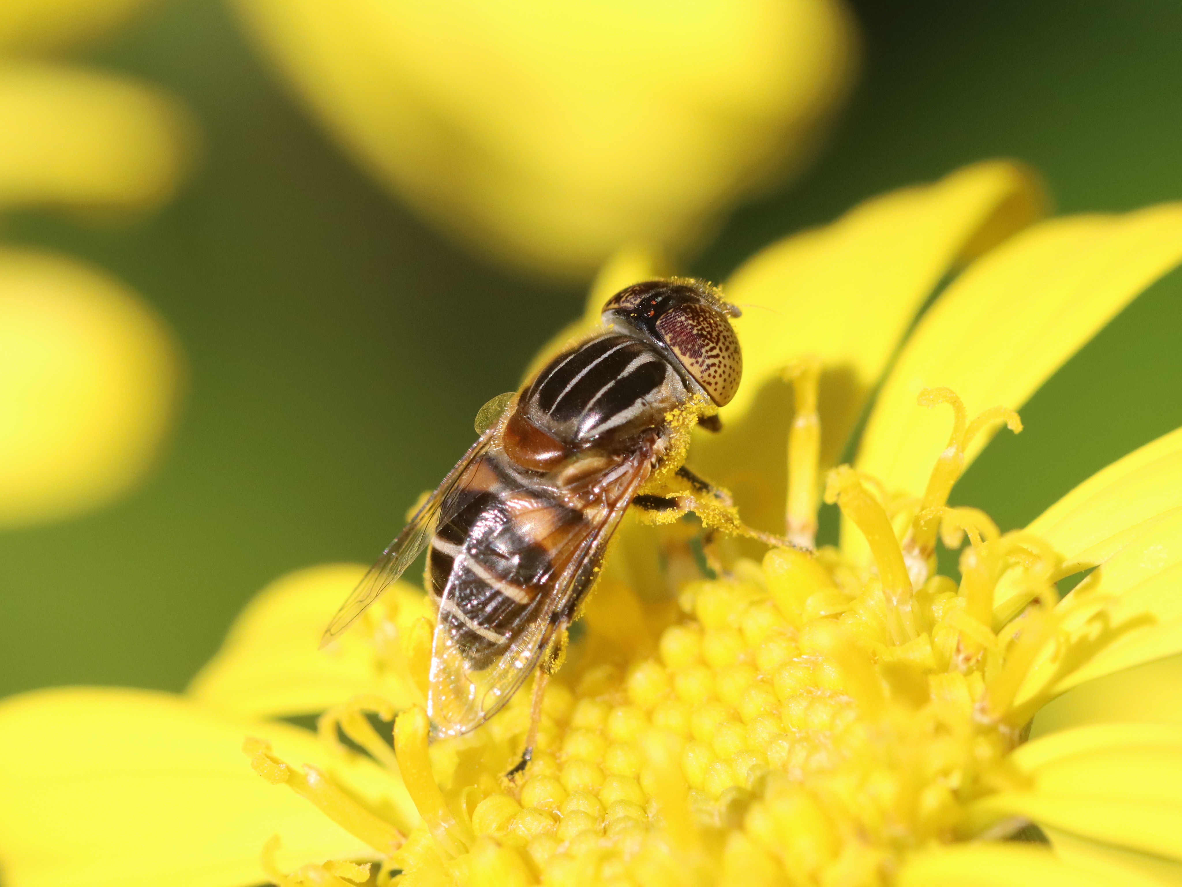 蕾上のキゴシハナアブ